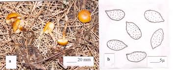 Attēlu rezultāti vaicājumam “Gymnopilus picreus”