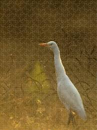 Attēlu rezultāti vaicājumam “Bubulcus ibis”