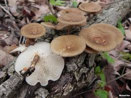 Attēlu rezultāti vaicājumam “Polyporus”