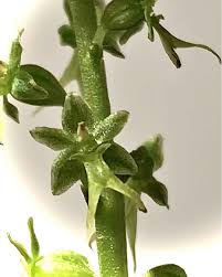 Attēlu rezultāti vaicājumam “Listera cordata fruit”