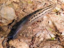 Attēlu rezultāti vaicājumam “Limax cinereoniger”