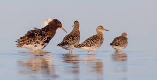 Attēlu rezultāti vaicājumam “Philomachus pugnax”