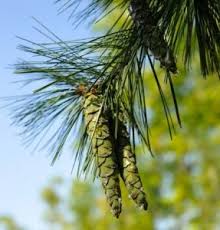 Attēlu rezultāti vaicājumam “Pinus strobus fruit”