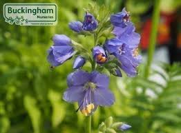Attēlu rezultāti vaicājumam “Polemonium caeruleum fruit”