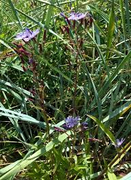 Attēlu rezultāti vaicājumam “Lactuca tatarica bud”