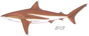 Image result for Carcharhinus albimarginatus