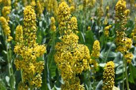 Attēlu rezultāti vaicājumam “Ligularia sibirica”