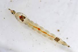 Attēlu rezultāti vaicājumam “Chironomidae larvae”