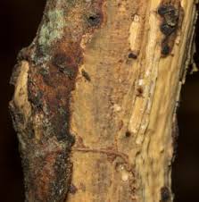 Attēlu rezultāti vaicājumam “Vuilleminia comedens”