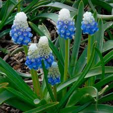 Attēlu rezultāti vaicājumam “Muscari armeniacum”