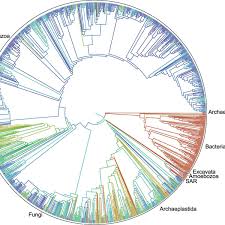 Image result for Evolution Stammbaum