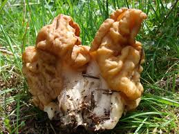 Attēlu rezultāti vaicājumam “Gyromitra gigas”
