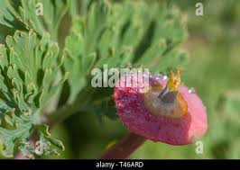 Attēlu rezultāti vaicājumam “Eschscholzia californica fruit”