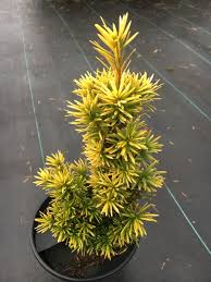 Attēlu rezultāti vaicājumam “Taxus”