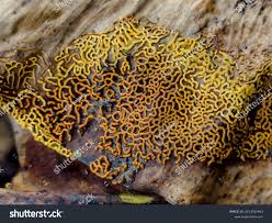 Attēlu rezultāti vaicājumam “Hemitrichia decipiens young”