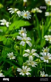 Attēlu rezultāti vaicājumam “Stellaria holostea flower”
