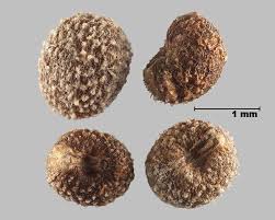 Attēlu rezultāti vaicājumam “Galium aparine fruit”