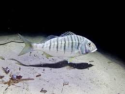 Image result for Lithognathus mormyrus