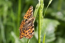 Attēlu rezultāti vaicājumam “Araschnia levana”