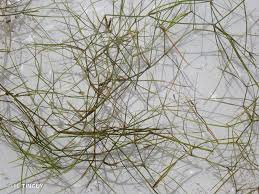 Attēlu rezultāti vaicājumam “Potamogeton trichoides”