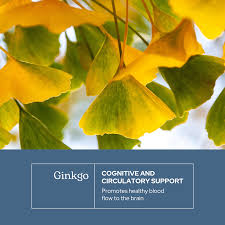 Attēlu rezultāti vaicājumam “Ginkgo biloba”