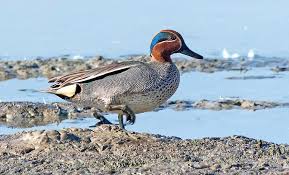 Attēlu rezultāti vaicājumam “Anas crecca”