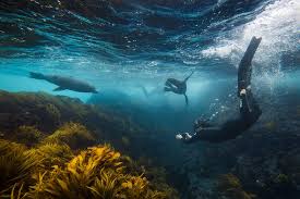 Image result for Wyndley Seals Snorkelling Club