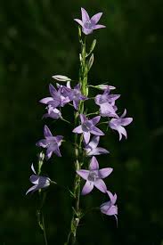 Image result for Campanula rapunculus