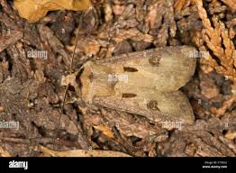 Attēlu rezultāti vaicājumam “Agrotis exclamationis”