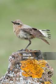 Attēlu rezultāti vaicājumam “Oenanthe oenanthe female”