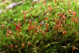 Attēlu rezultāti vaicājumam “Hymenostylium recurvirostrum”