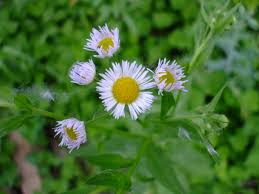 Attēlu rezultāti vaicājumam “Erigeron annuus”