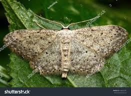 Attēlu rezultāti vaicājumam “Idaea seriata”