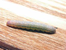 Attēlu rezultāti vaicājumam “Lacanobia oleracea”