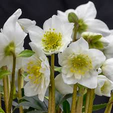 Attēlu rezultāti vaicājumam “Helleborus niger flower”