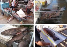 Image result for Mycteroperca bonaci