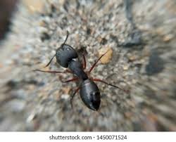 Attēlu rezultāti vaicājumam “Camponotus herculeanus”