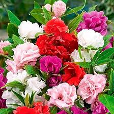 Image result for Impatiens balsamina