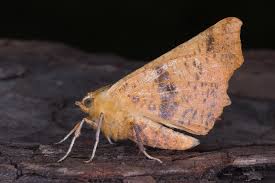 Attēlu rezultāti vaicājumam “Ennomos autumnaria male”