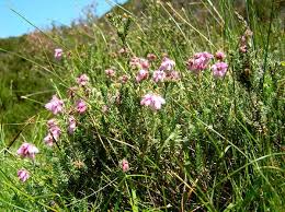 Attēlu rezultāti vaicājumam “Erica tetralix leaf”