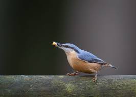 Image result for Sitta europaea