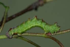 Attēlu rezultāti vaicājumam “Geometra papilionaria”