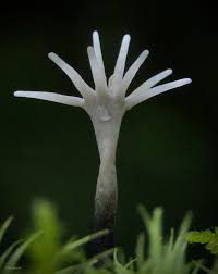 Attēlu rezultāti vaicājumam “Xylaria”