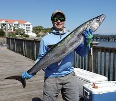 Image result for Scomberomorus cavalla