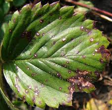 Attēlu rezultāti vaicājumam “Mycosphaerella millegrana”