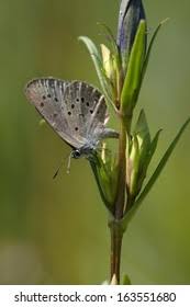 Attēlu rezultāti vaicājumam “Maculinea alcon underside”