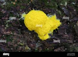 Attēlu rezultāti vaicājumam “Fuligo septica cf. rufa”