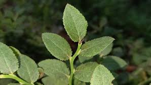 Attēlu rezultāti vaicājumam “Vaccinium myrtillus leaf”