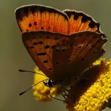Attēlu rezultāti vaicājumam “Lycaena virgaureae female”