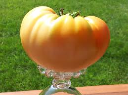 Afbeeldingsresultaat voor amana orange beefsteak tomato